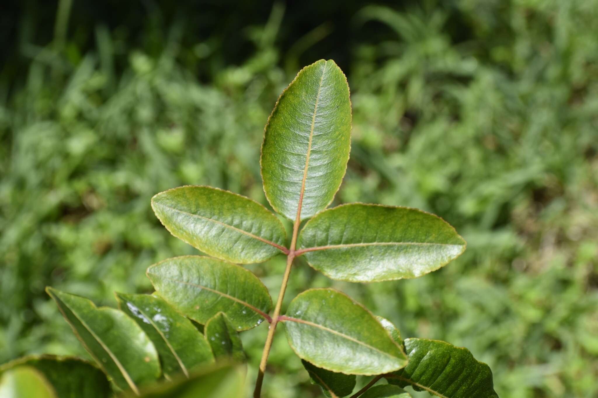 Imagem de Zanthoxylum flavum Vahl