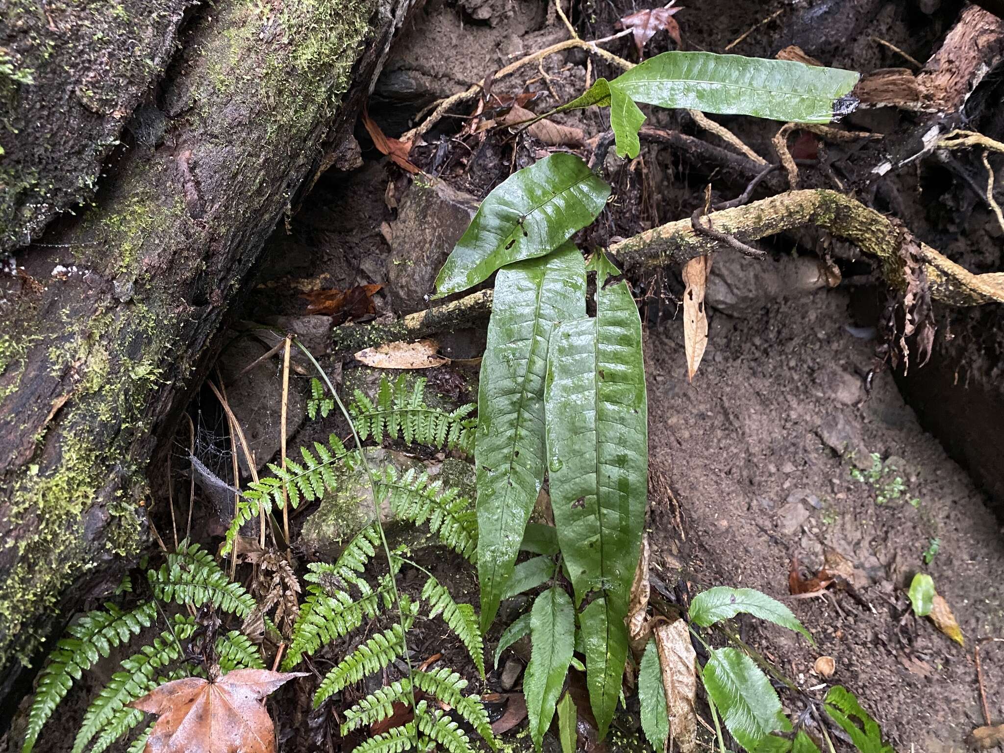 Image of Neocheiropteris ensata (Thunb.) Ching