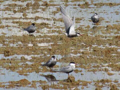 Image of Whiskered Tern