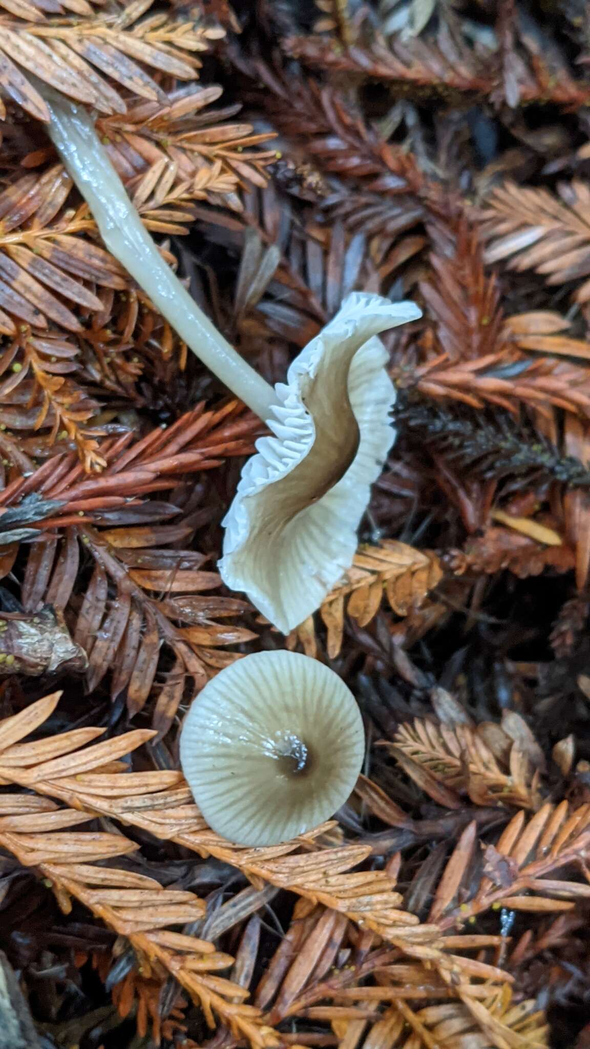 Sivun Mycena quiniaultensis Kauffman 1935 kuva