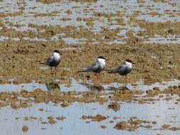 Image of Whiskered Tern