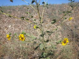 Image of common sunflower