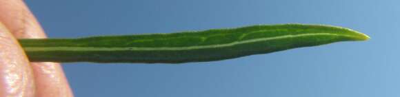 Image of Nidorella linifolia DC.