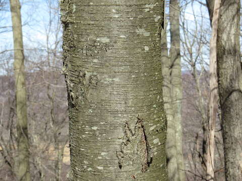 Image of Black birch