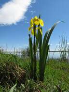 Image of yellow flag, yellow iris