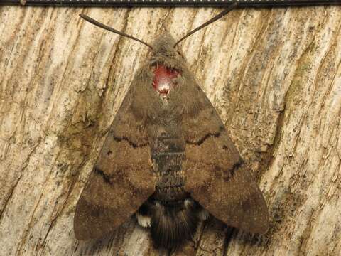 Image of humming-bird hawk moth