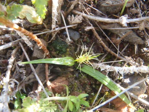 Image of Wurmbea glassii (C. H. Wright) J. C. Manning & Vinn.