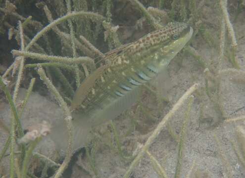 Image of Half-barred goby