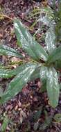 Image of Beilschmiedia elliptica C. T. White