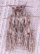 Acronicta lithospila Grote 1874的圖片