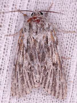 Слика од Acronicta lithospila Grote 1874