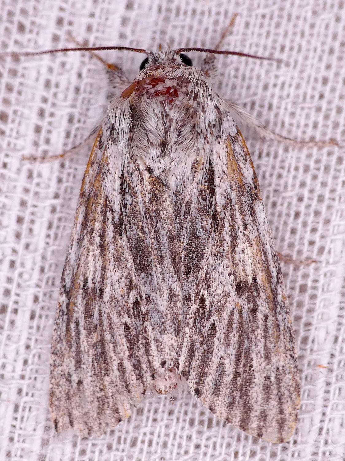 Acronicta lithospila Grote 1874的圖片