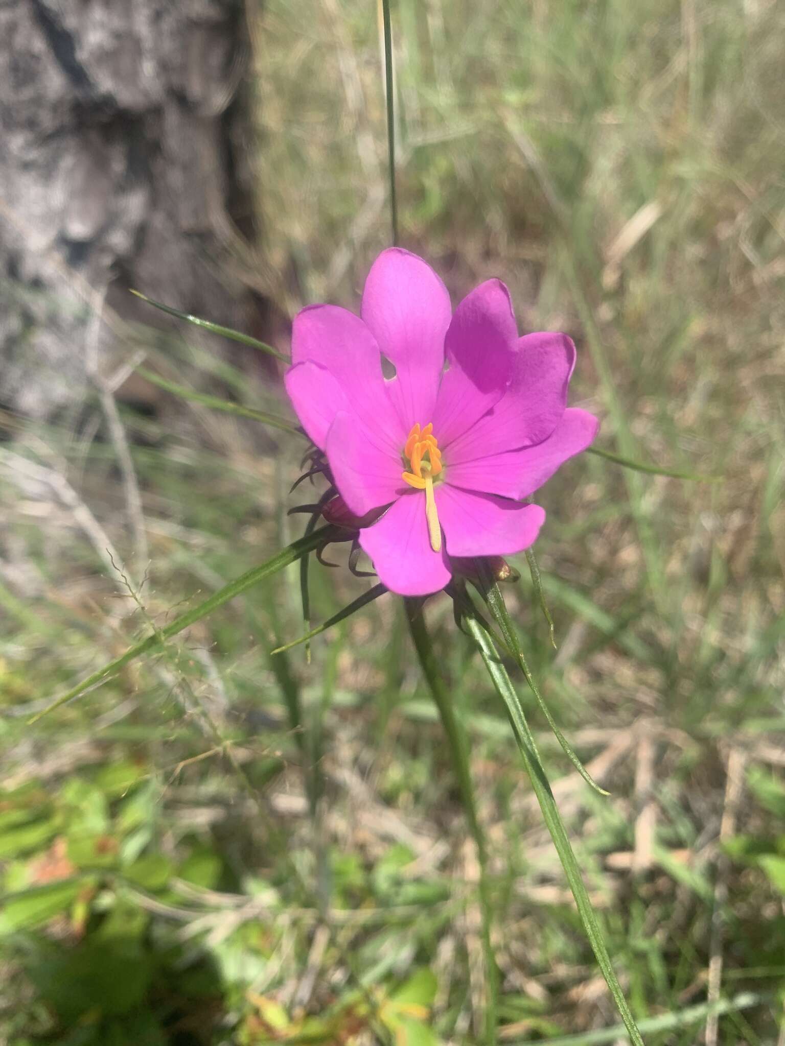 Image of Pinewoods Rose-Gentian