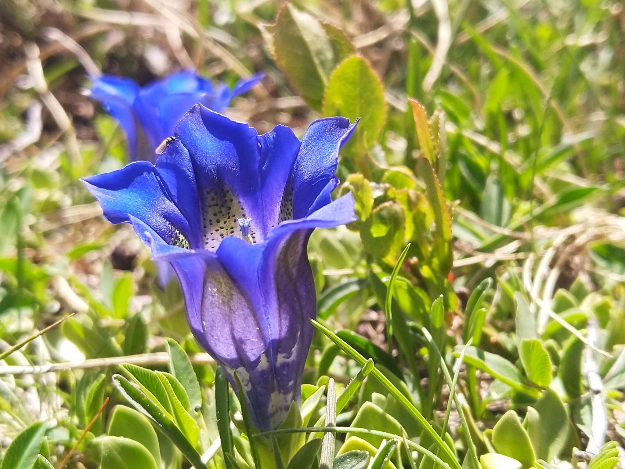 Image of Gentiana alpina Vill.