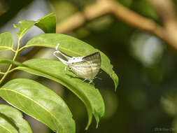 Image of Neomyrina nivea (Godman & Salvin 1878)