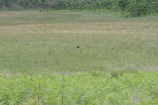 Image of Marsh Whydah