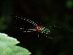 Image of Leucauge tessellata (Thorell 1887)