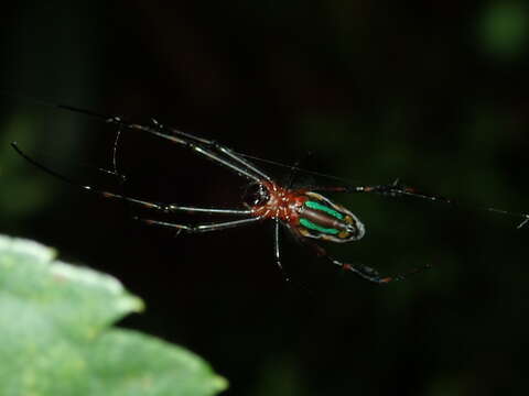 Image of Leucauge tessellata (Thorell 1887)