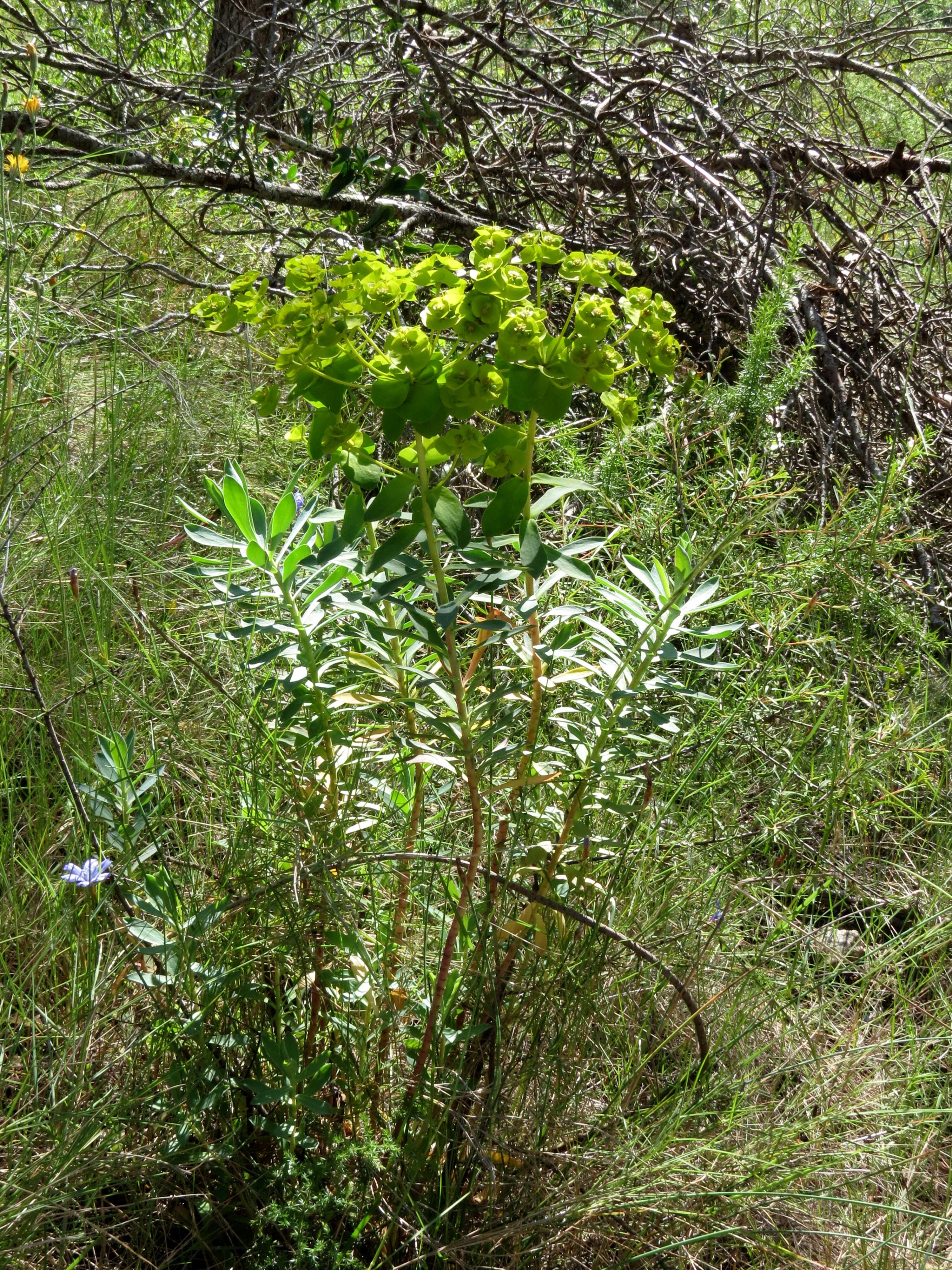 Image of Euphorbia nicaeensis All.