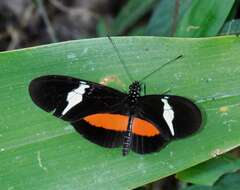 Image of <i>Heliconius <i>clysonymus</i></i> clysonymus