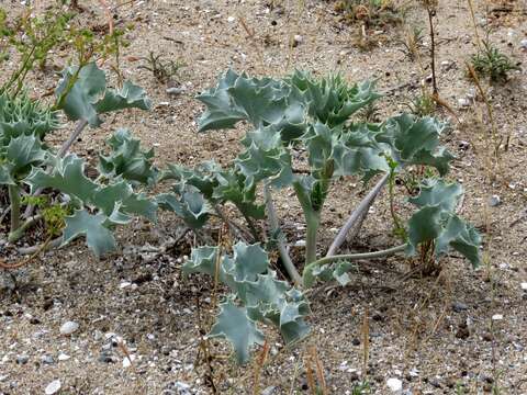 Image of sea-holly