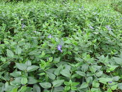 Image of Greater Periwinkle