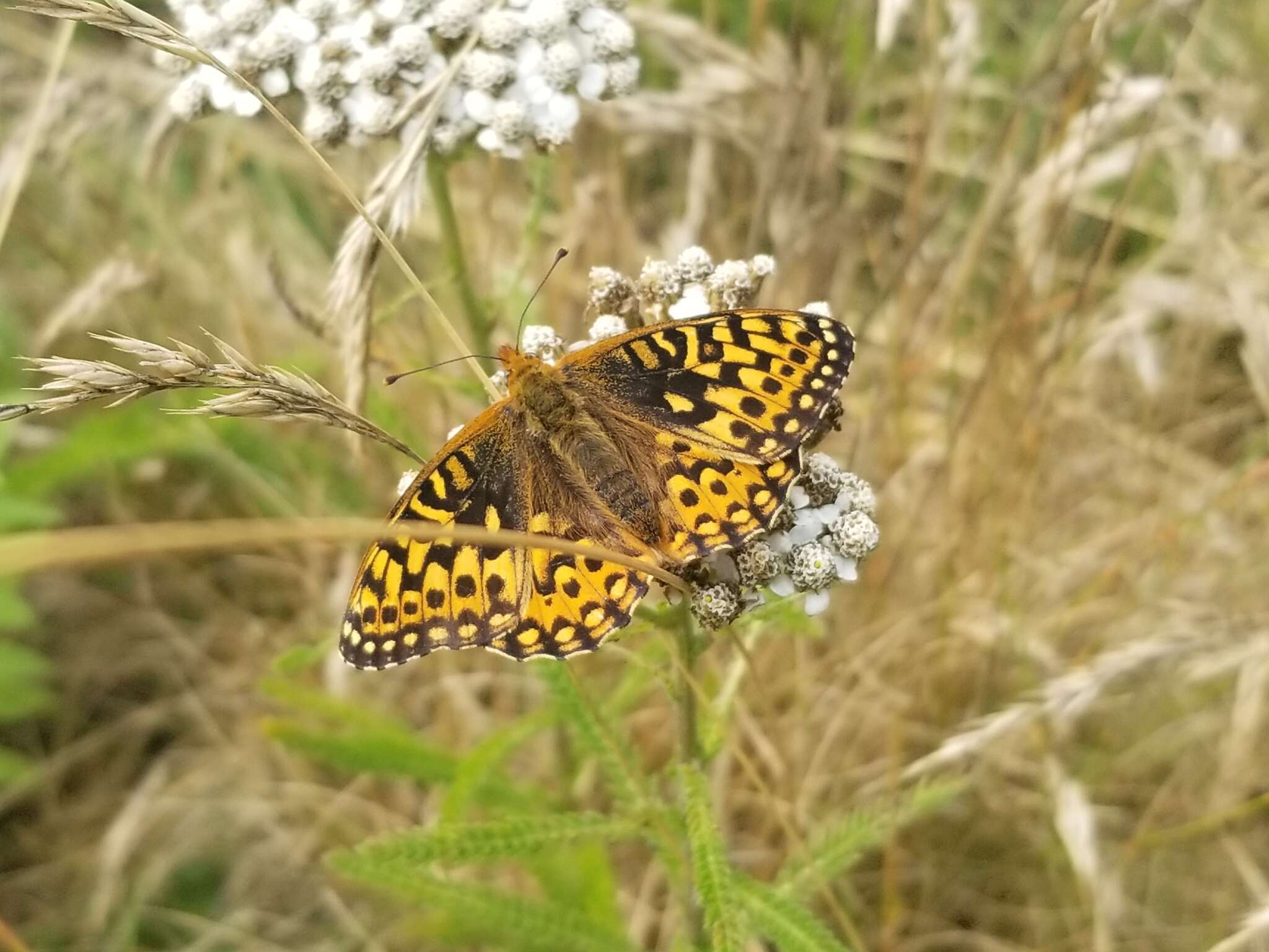 Image of Oregon silverspot butterfly