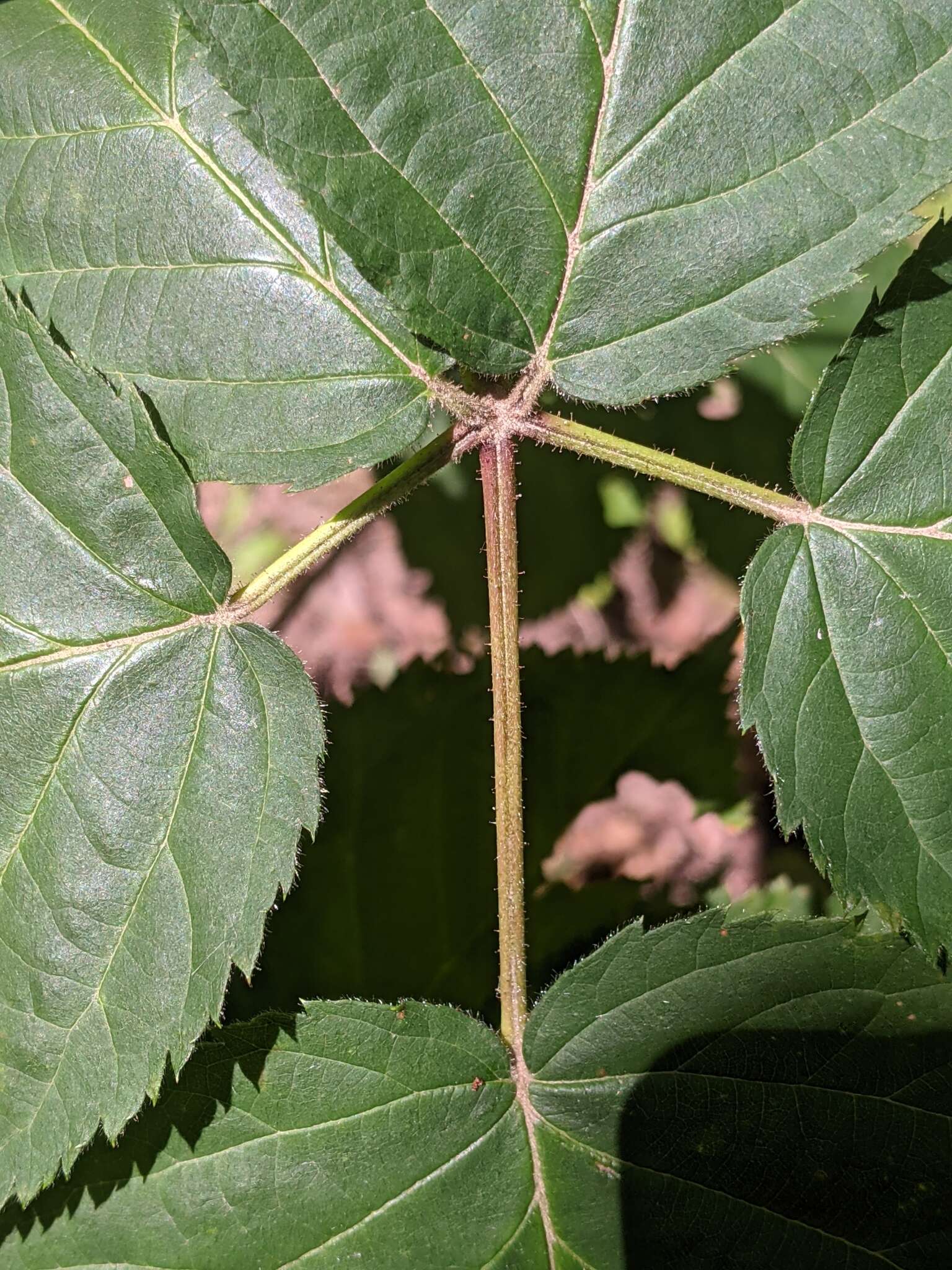 Image of rose blackberry