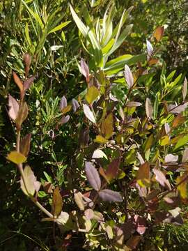 Image of Halleria elliptica Thunb.