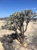 Image of Cylindropuntia cholla (F. A. C. Weber) F. M. Knuth