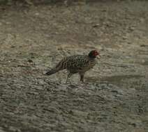 Imagem de Tragopan caboti (Gould 1857)