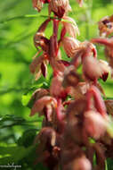 Image of hooded coralroot