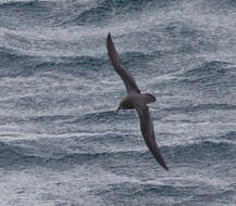 Image of Murphy's Petrel