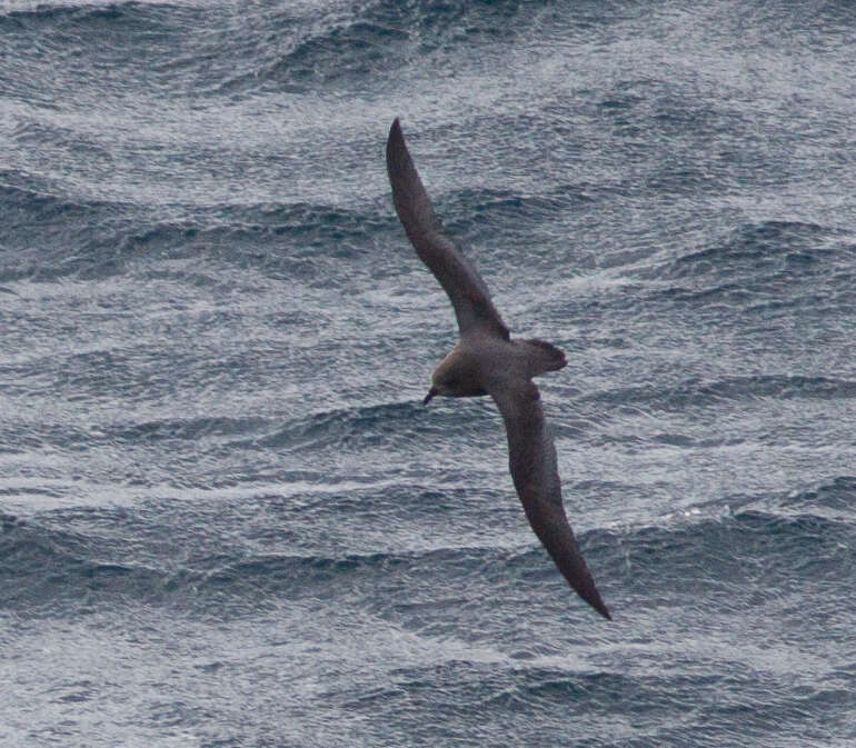 Image of Murphy's Petrel