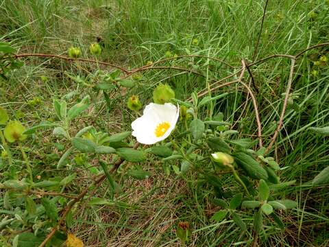 Image of salvia cistus