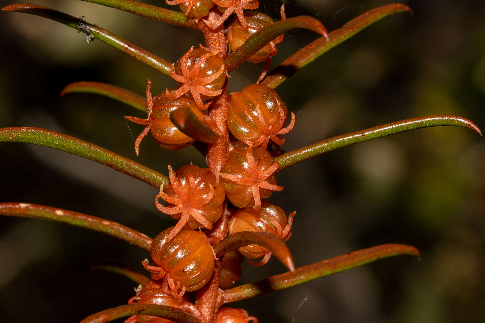 Image of Gyrostemon australasicus (Moq.) Heimerl