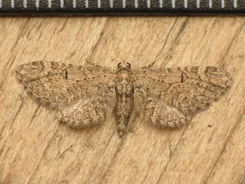 Image de Eupithecia ultimaria Boisduval 1840