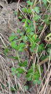 Image of prostrate marshwort