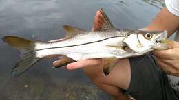 Image of Blackfin snook