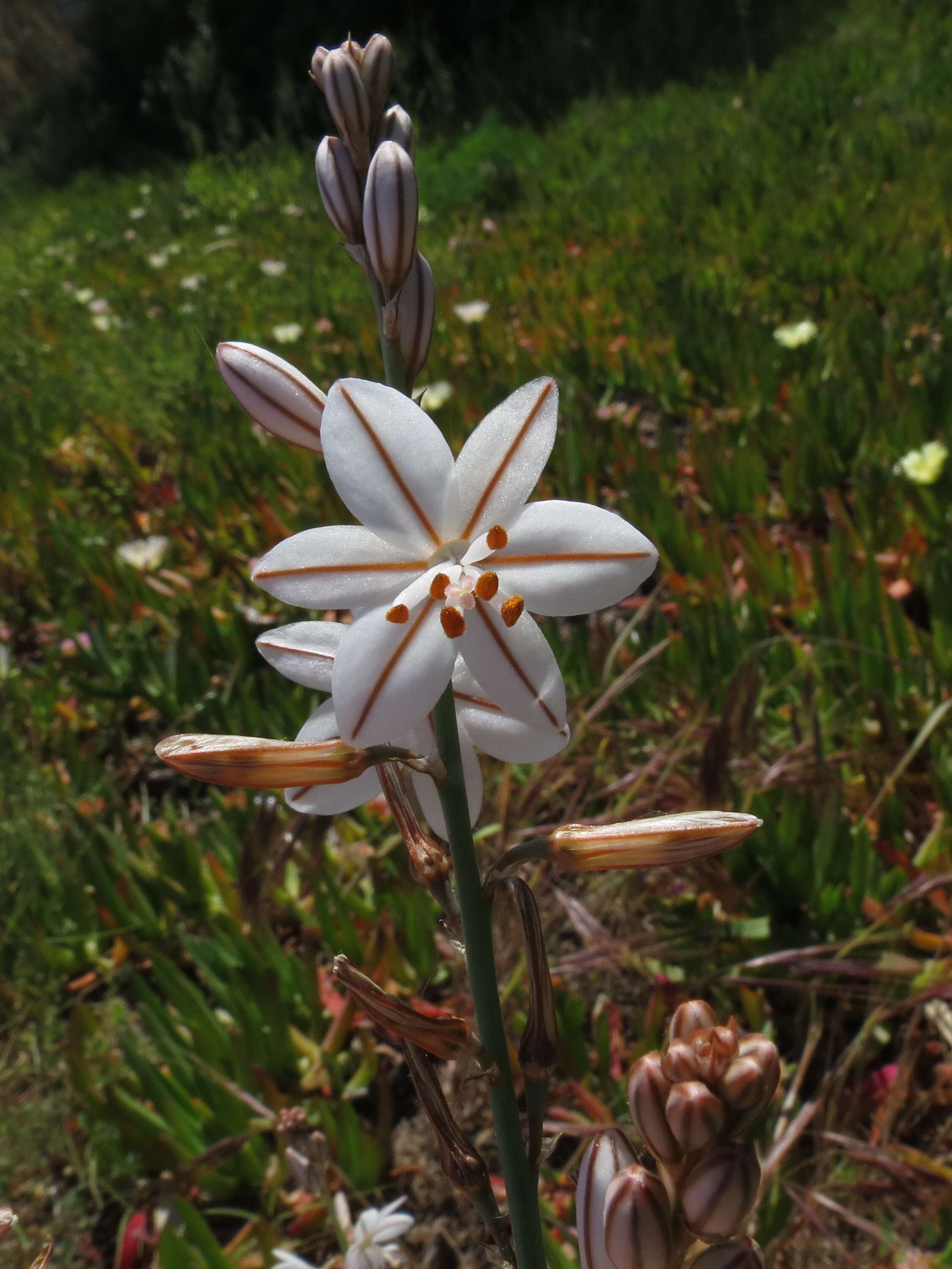 Image of onionweed