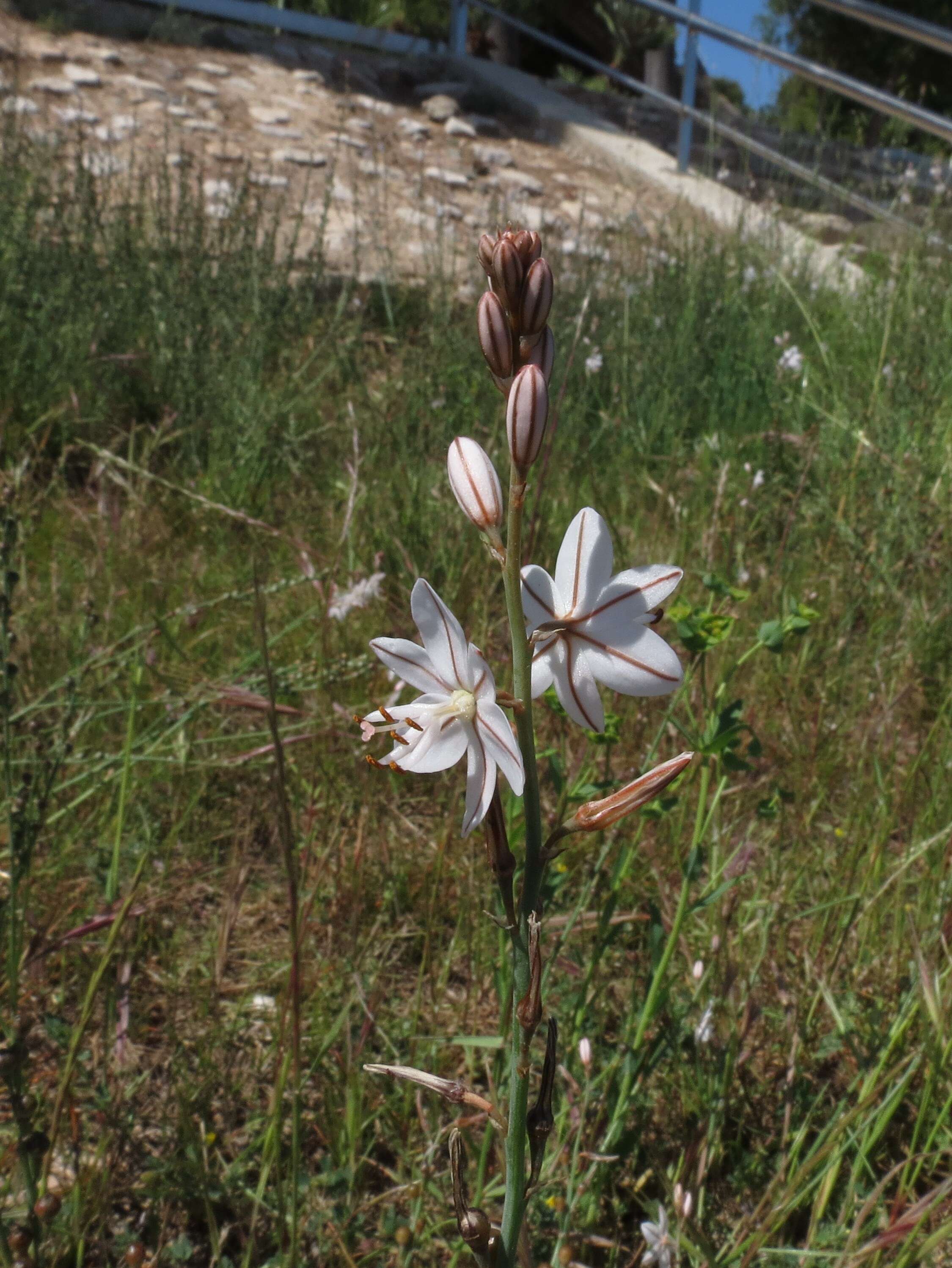 Image of onionweed