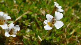 Image of Euphrasia disperma Hook. fil.