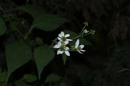 Image of Montanoa frutescens (Mairet ex DC.) Hemsl.