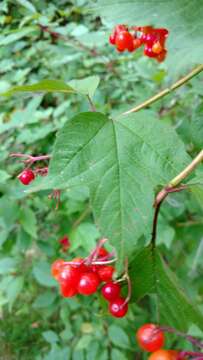 Image of American cranberrybush