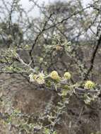 Sivun Vachellia hebeclada subsp. hebeclada kuva