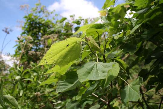 Image of Heliocarpus terebinthinaceus (DC.) Hochr.