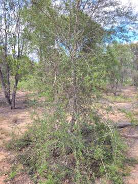 Image of Flindersia dissosperma (F. Müll.) Domin