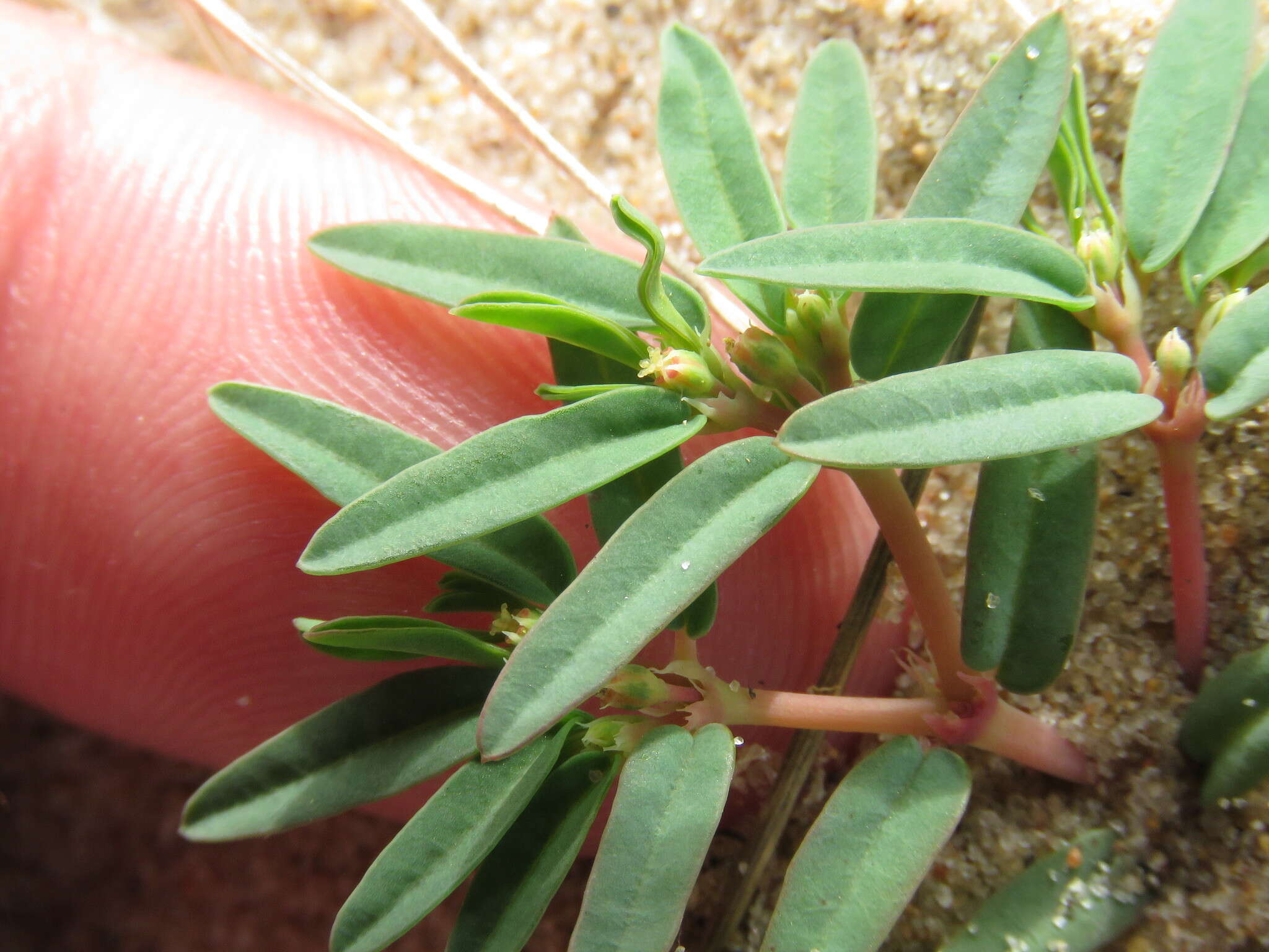 صورة Euphorbia polygonifolia L.