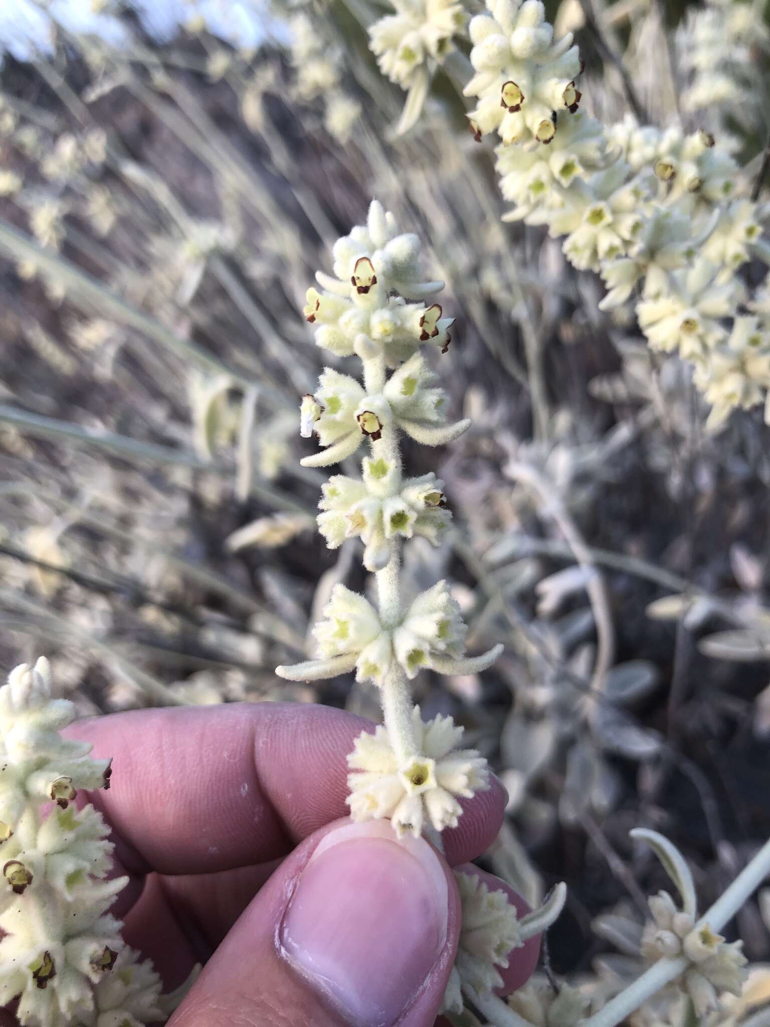 Sideritis oroteneriffae Négrin & P. Pérez resmi