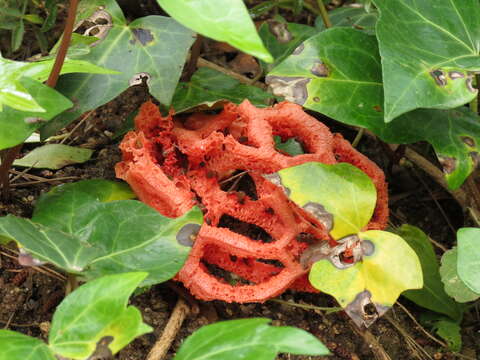 Image of Clathrus ruber P. Micheli ex Pers. 1801